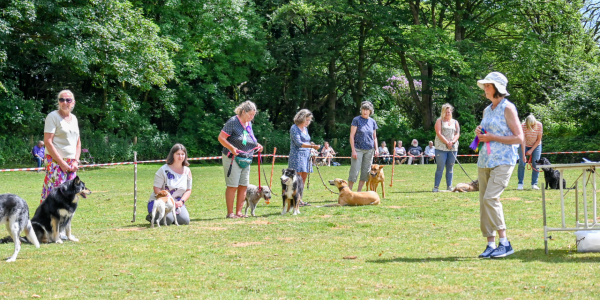 Novelty Dog Show